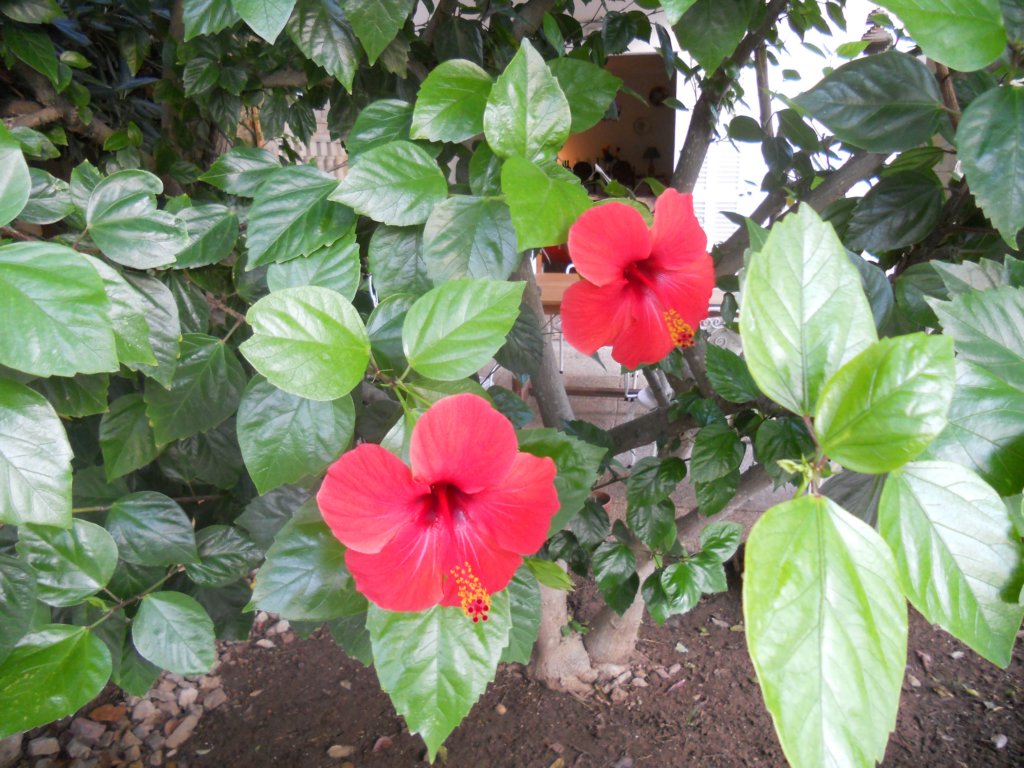 hawaiirose.jpg